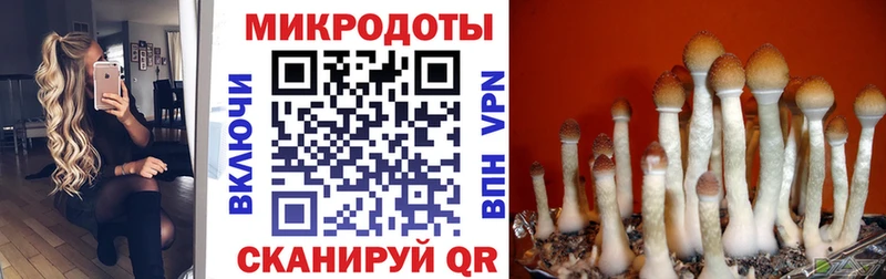 Псилоцибиновые грибы Cubensis  Купить  Тырныауз 